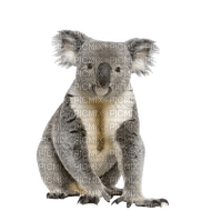 Koala - zdarma png