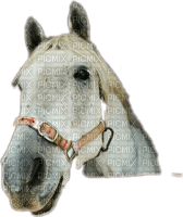 horse head bp - бесплатно png
