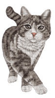 katt-grå---cat - PNG gratuit