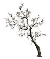 Зимнее дерево - nemokama png
