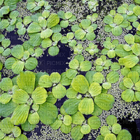 plants on water - zdarma png