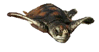 turtle bp - Бесплатни анимирани ГИФ