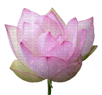 lotus boudha - png ฟรี