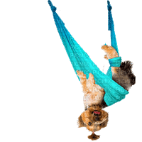 trapeze bp - Gratis animeret GIF