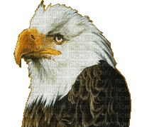 eagle - Darmowy animowany GIF