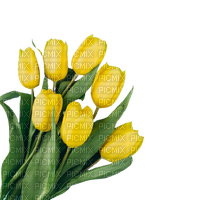 желтые тюльпаны - ücretsiz png
