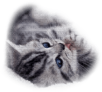 Tube Animaux Chat - zdarma png