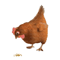 gif kura - Darmowy animowany GIF