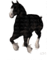 aze cheval s34 noir black blanc White - GIF animasi gratis