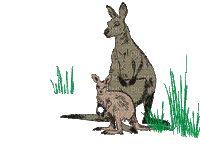 Australia animals bp - Animovaný GIF zadarmo