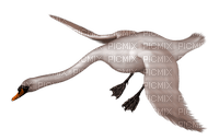 Cisne - PNG gratuit