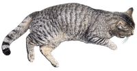 Brown tabby cat - 免费PNG