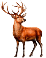 Hirsch, deer - gratis png