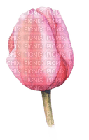 Tulpe, rosa - ücretsiz png