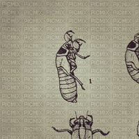 cicada emergence by erinkillkenny - Zdarma animovaný GIF