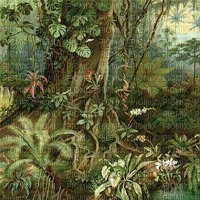 tropical background - ilmainen png