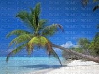 fond plage avec palemier - 免费PNG