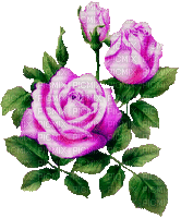 Roses couleur rose - Darmowy animowany GIF