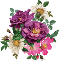 roses  Bb2 - zadarmo png