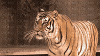 maj gif tigre - GIF animado grátis