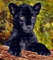 Baby panther bg bebe panthere fond