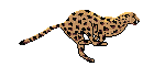 gepard - Animovaný GIF zadarmo