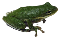 frog - darmowe png