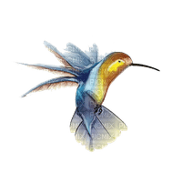 hummingbird - ingyenes png