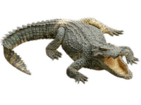 Kaz_Creations Crocodile Alligator - zadarmo png