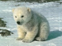 ours blanc - nemokama png