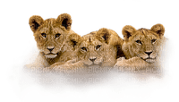 Kaz_Creations Animals Lion Cubs - besplatni png