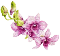 orchids - png gratis