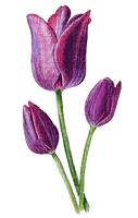 Drei Tulpen, lila - darmowe png