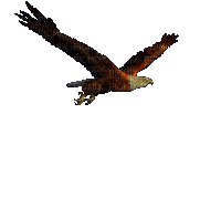 Hawk - GIF animado grátis