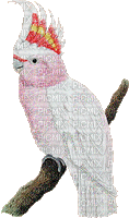perroquet - GIF animé gratuit