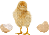 Easter Chicken - PNG gratuit