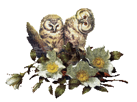 owl bp - Besplatni animirani GIF