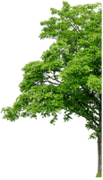 Baum - 免费PNG