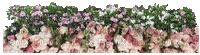 Pflanze - Bezmaksas animēts GIF