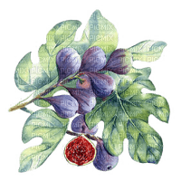 figs Bb2 - png grátis