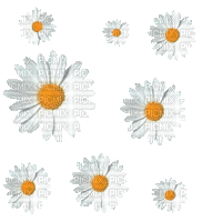 FLOWERS__FLEUR_Margaret _animation_GIF--blanc-white -marguerites___Blue DREAM 70 - Безплатен анимиран GIF