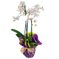 Orchidée - zdarma png