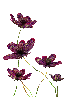 szép virág - Bezmaksas animēts GIF