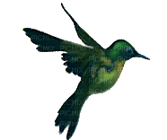 birds gif - Бесплатный анимированный гифка