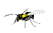 dragonfly katrin - GIF เคลื่อนไหวฟรี