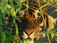 tigre HD - nemokama png