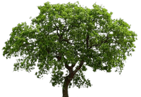 Kaz_Creations Trees Tree - zadarmo png