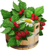 raspberries  Bb2 - png gratis