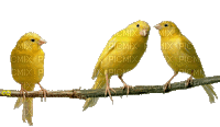 maj gif oiseaux - GIF animado grátis