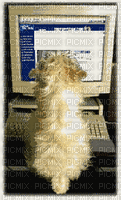 dog on computer - Free animated GIF